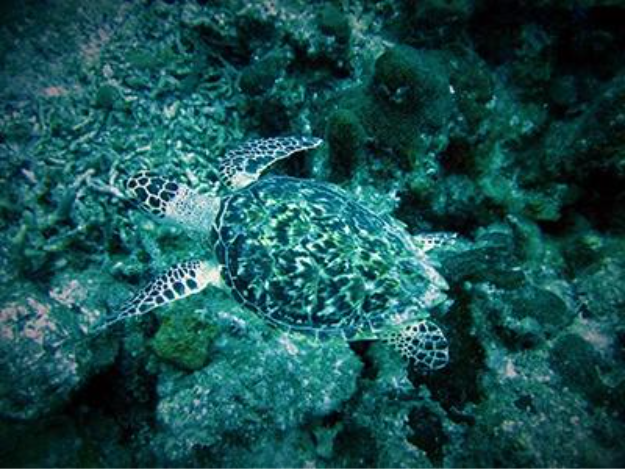 Hawksbill Turtle2 in the TCI