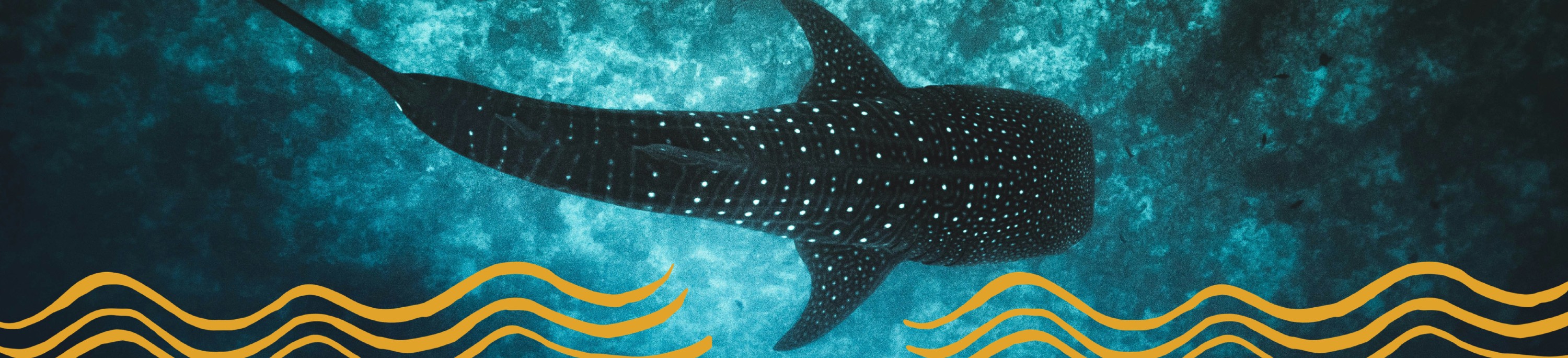 Ocean