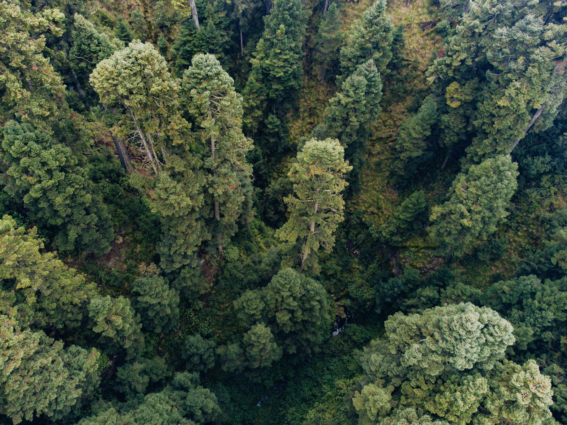 Overhead shot of forest 