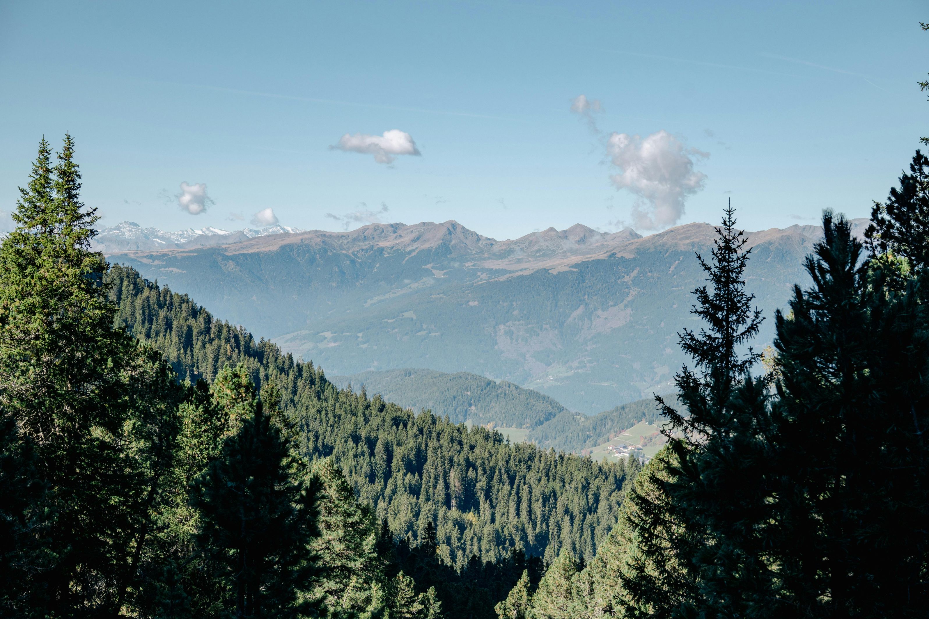 Landscape of trees and mountains 