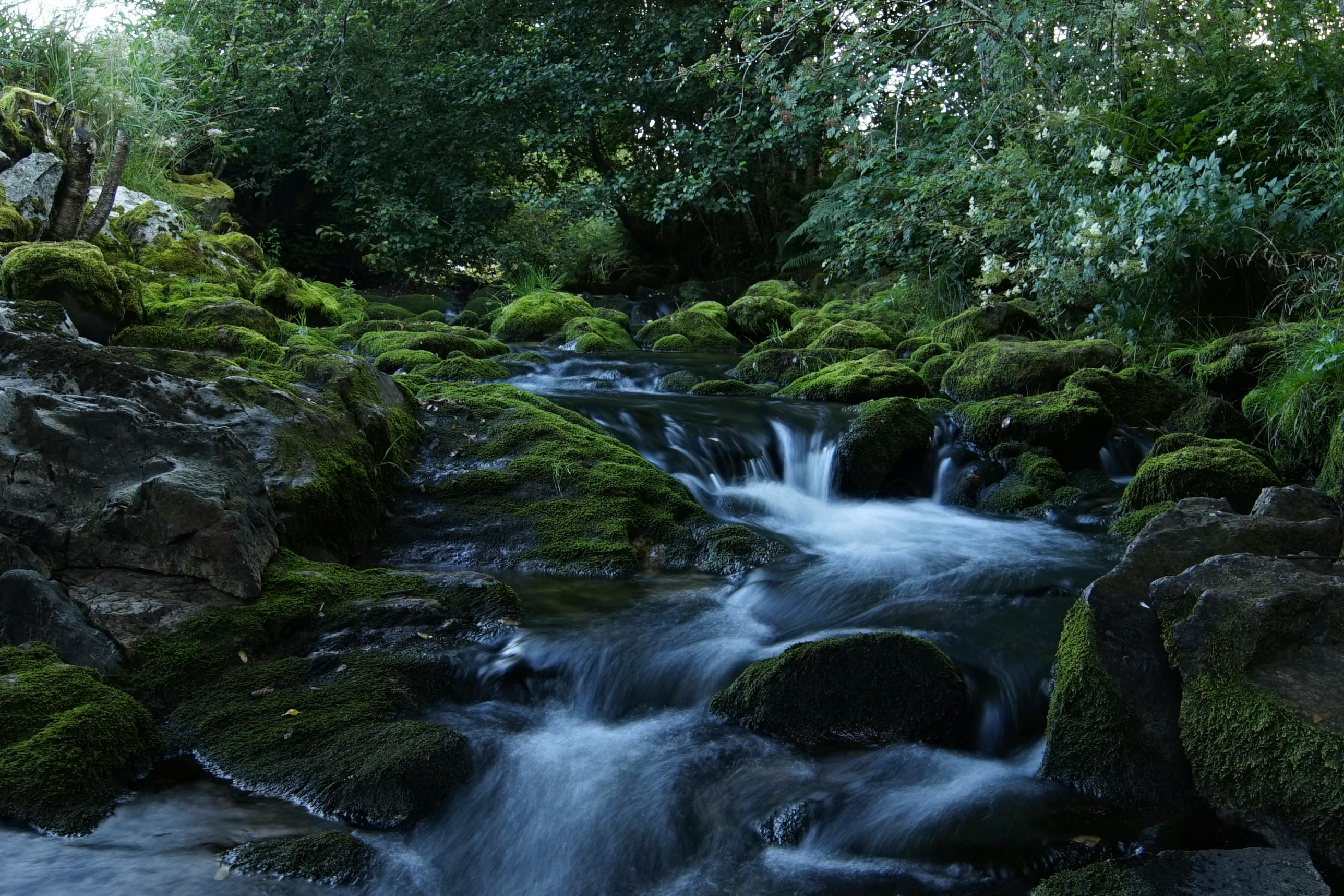 Trees along  a stream