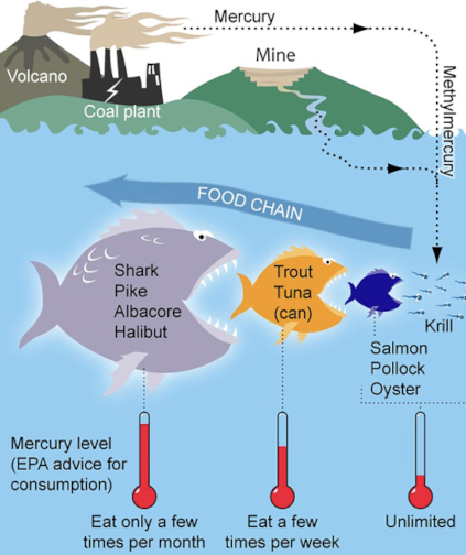 mercury poisoning circle