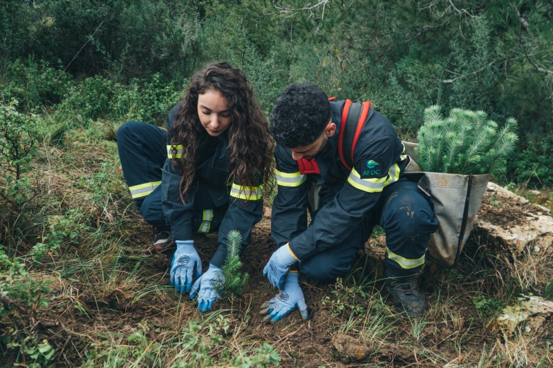 Workers plant trees in Lebanon