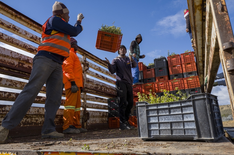 NatCarbon employees preparing crates of spekboom to go out for restoration. 