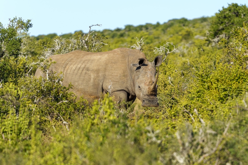Rhino in spekboom