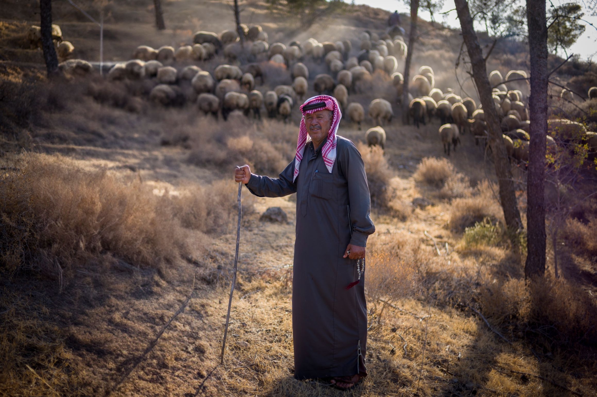 Fayes Abu Jarar, a local herder, with his sheep in the Royal Botanic Garden, north of Amman, Jordan. 