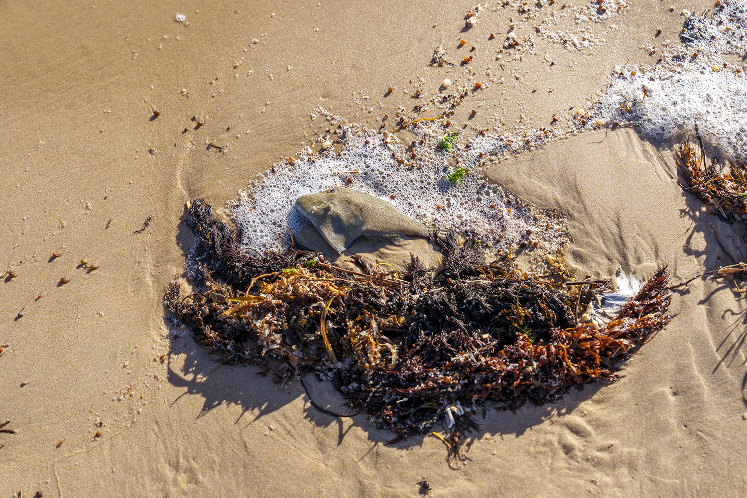 Loss of shellfish reef as natural filters has led to ocean pollution and death of fish along Australias coast(Todd Brown / UNEP)