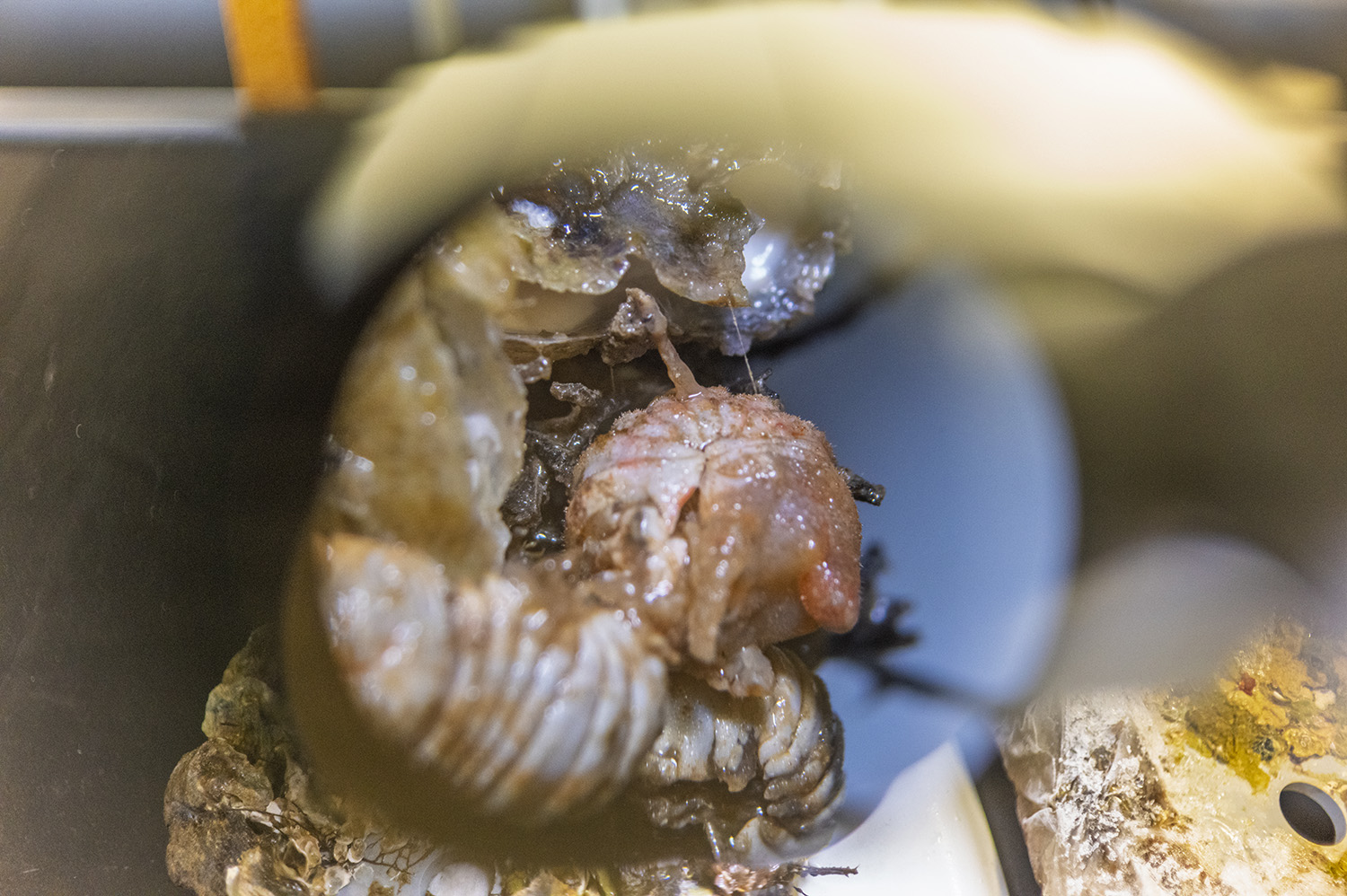 Analyzingthe components of a shellfish reef. A grown oyster can filter a bathtub of polluted water a day. (Photo: Todd Brown / UNEP)