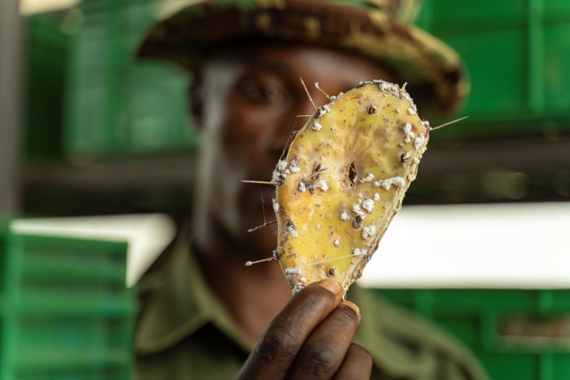Removing an invasive cactus species has improved the health of the land.