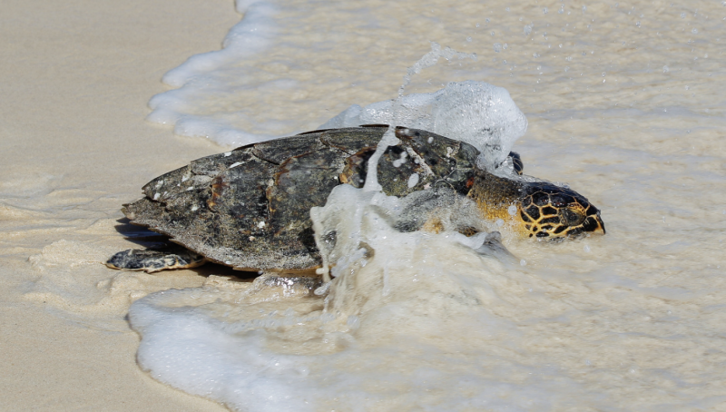 Turtle entering the sea