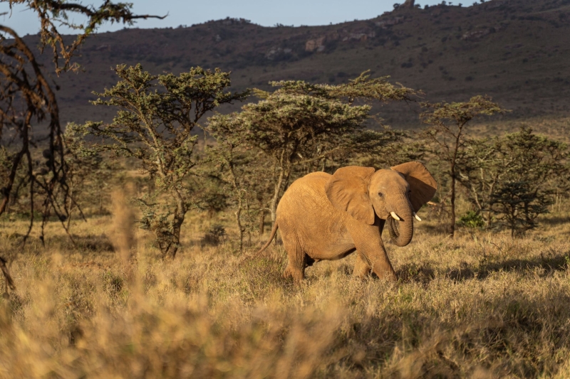 Sustainable forest management is key to keep elephants among the trees and away from crops and homes.