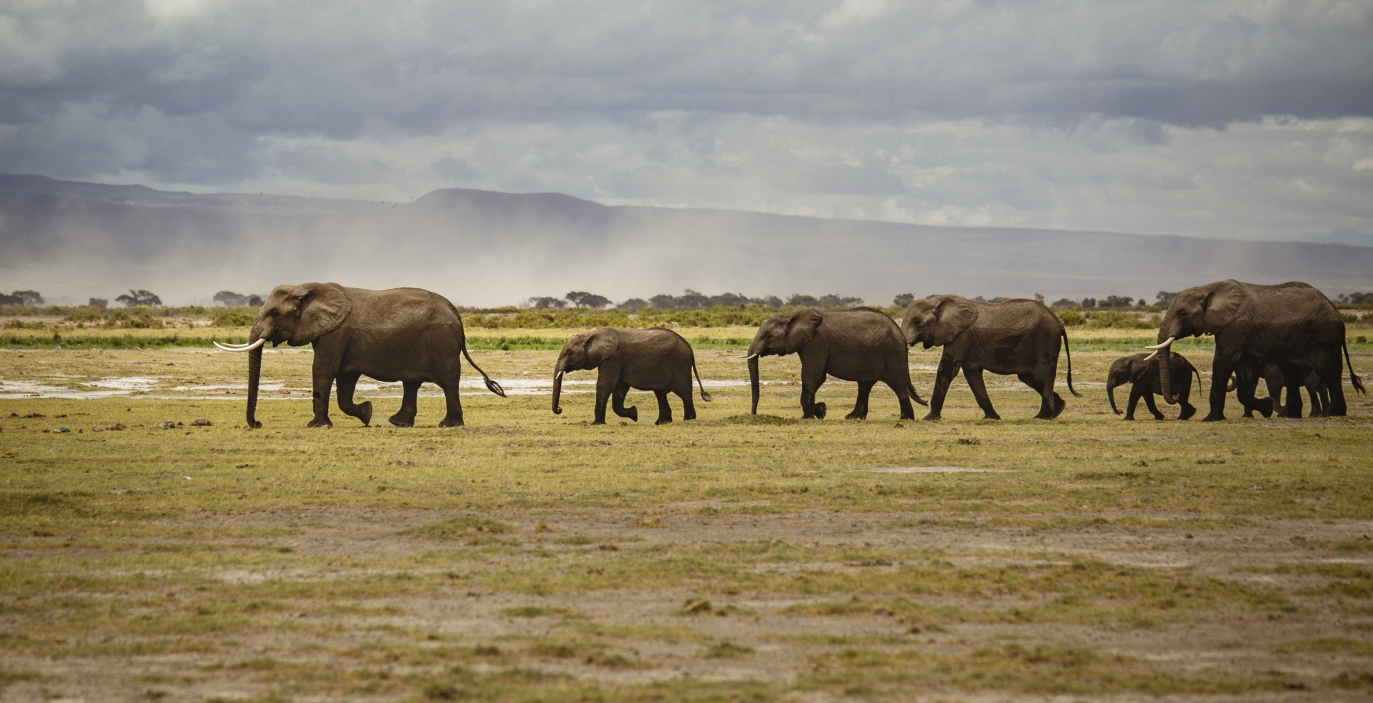  A heard of elephants 