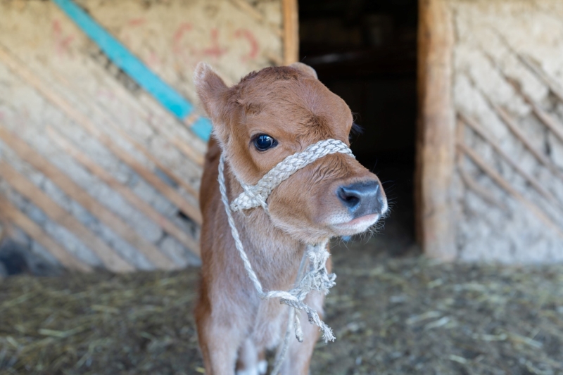 A closeup of a calf&nbsp;