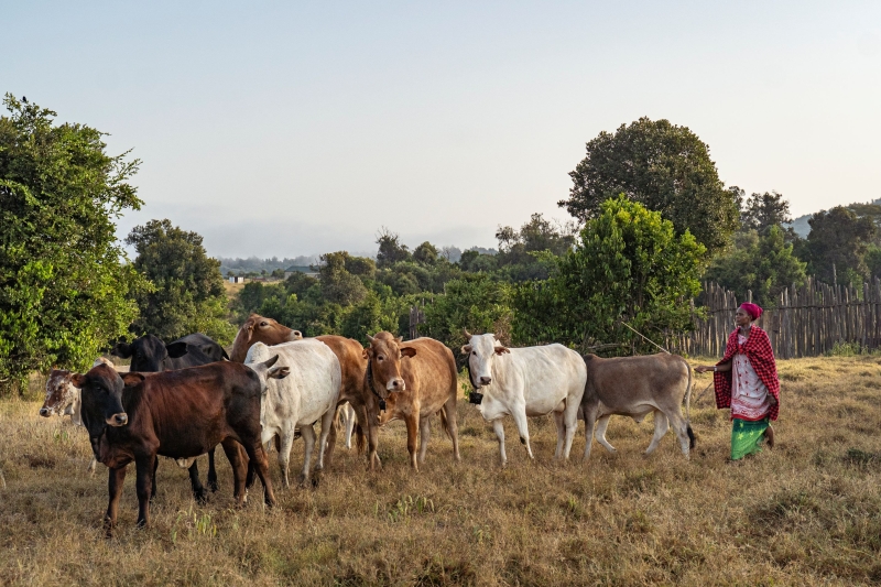  Elizabeth Inkiniwa herds cattle near the forest.