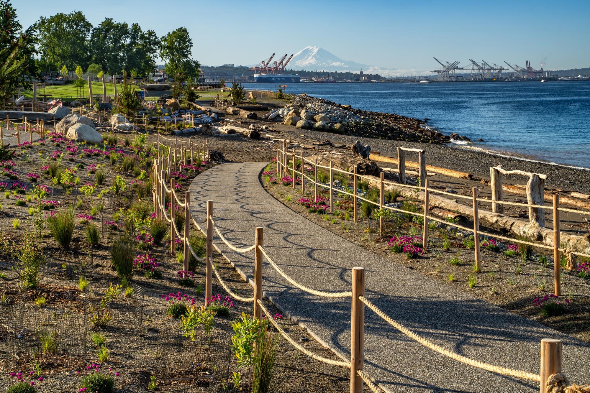 New trees planted at Myrtle Edwards Park in Seattle