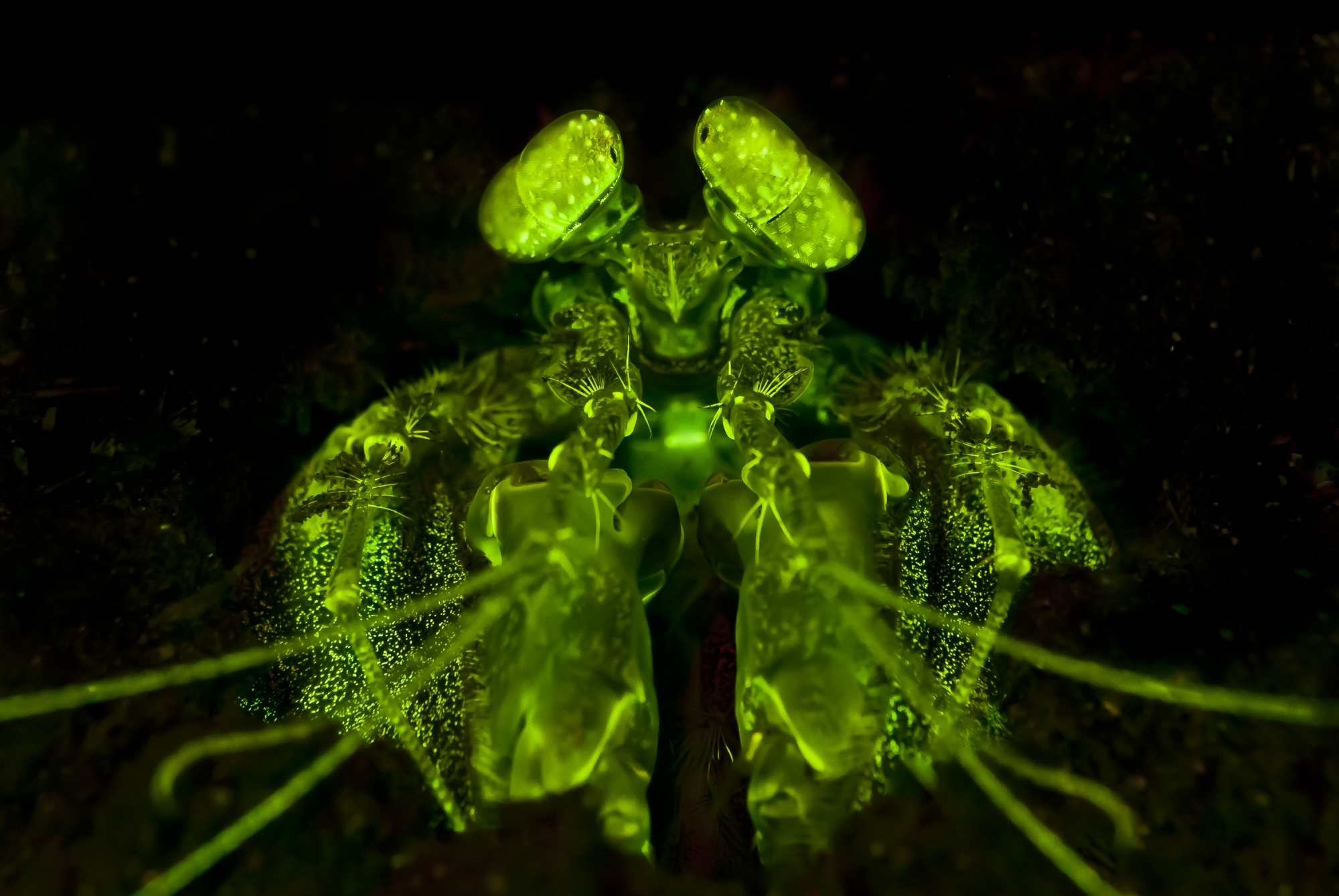 Fluorescent mantis Shrimp in Blackwater