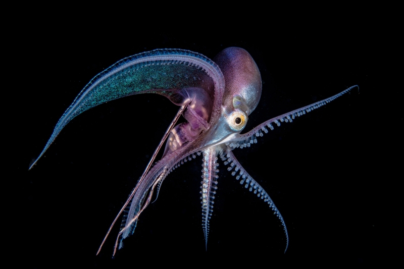 Blanket Octopus