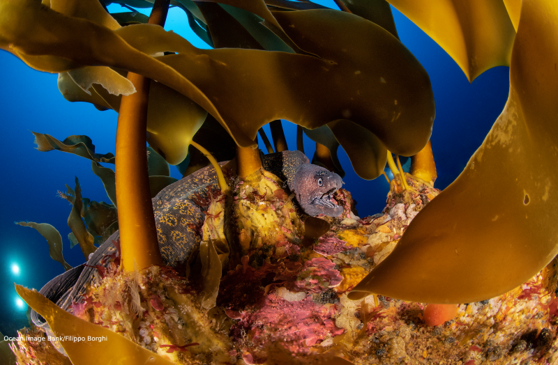 Fish and seaweed underwater