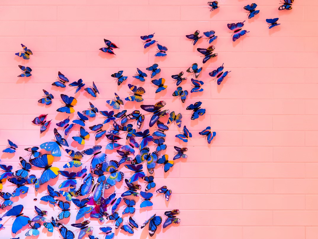 Image of colorful butterflies resting on a pink brick wall 