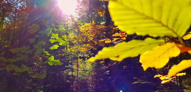 Sunlight shines through a forest