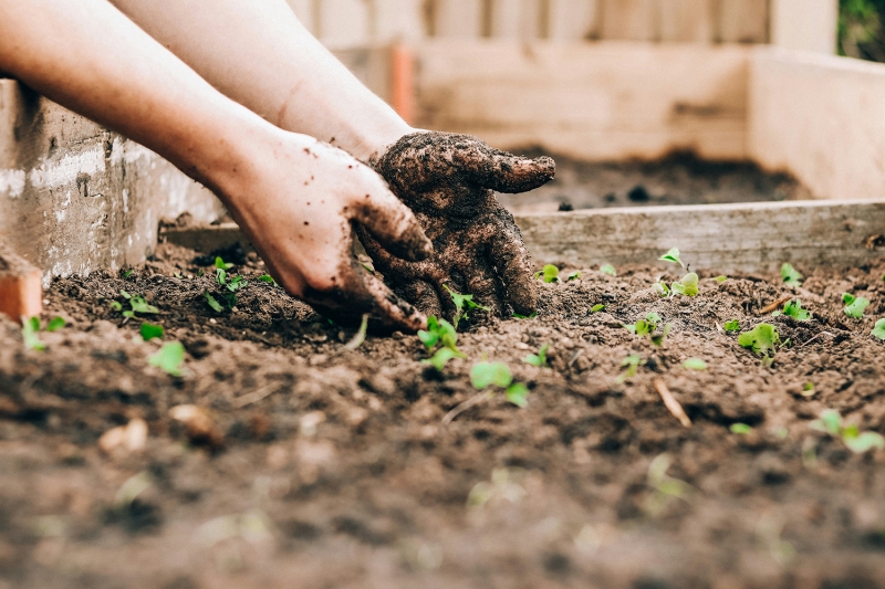 Compost 