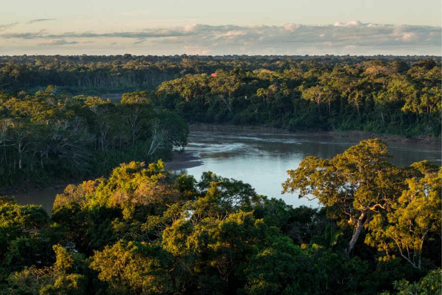 Peatlands in the Amazon, Peru. 
