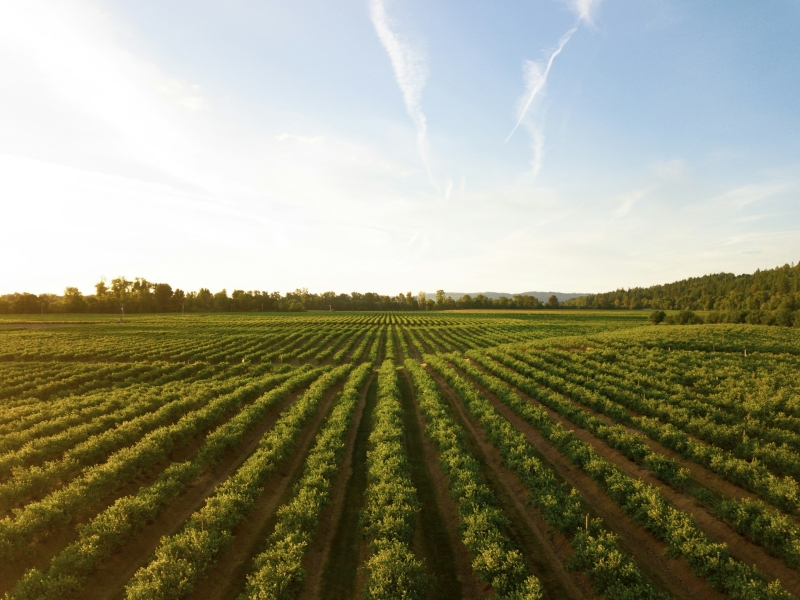 A farm field