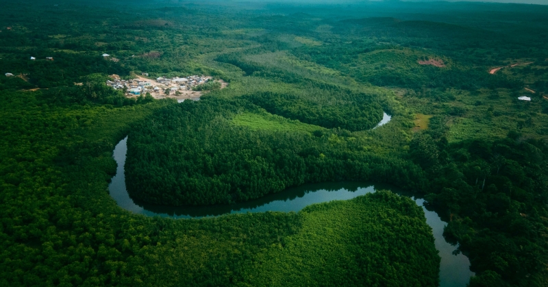 Mangrove forest in Ghana