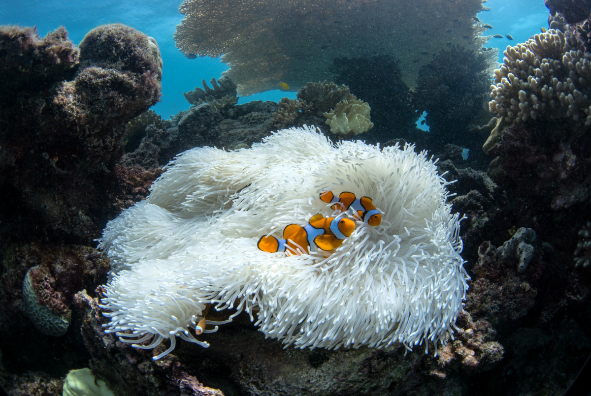 Clownfish in the Coral Groups