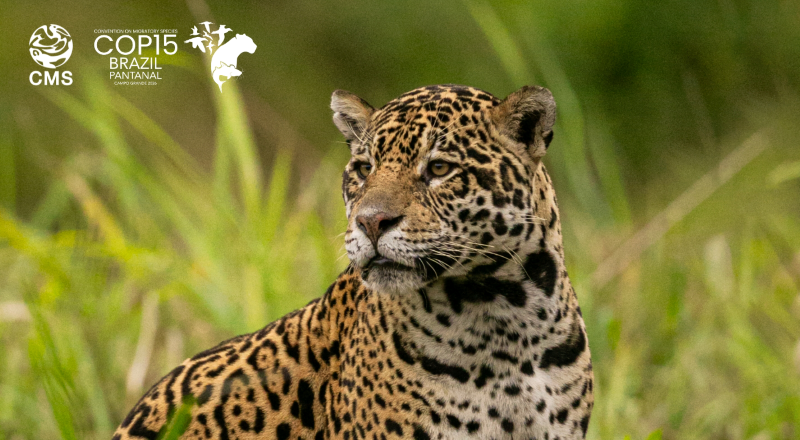 A jaguar