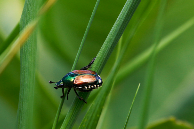 Japanese beetle