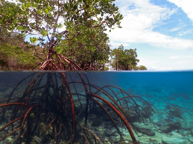 An underwater view of a mangrove forest