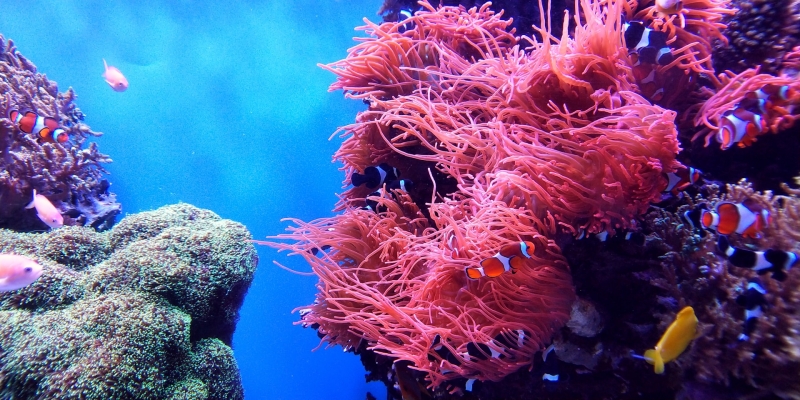 Fish in coral reef underwater