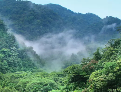 forest