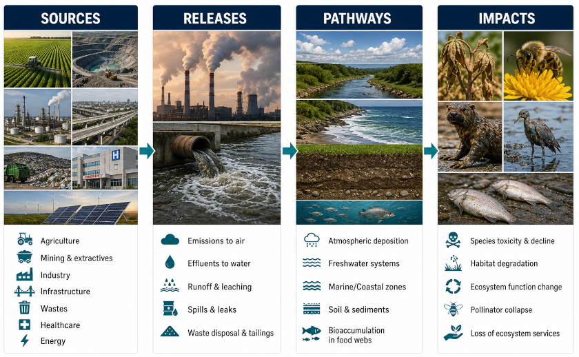 How do sources, releases, pathways, and impacts connect together?