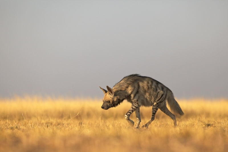 A hyena walking in a field