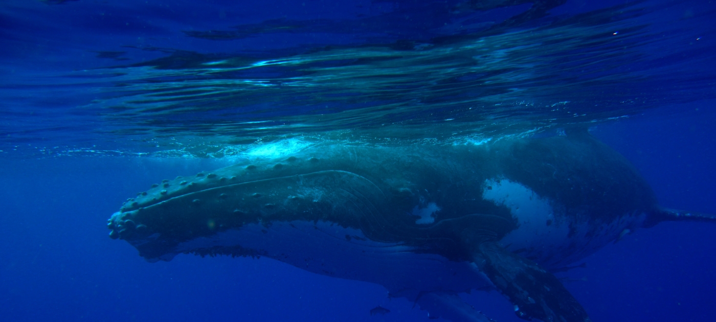 Western Indian Ocean's Pristine Ecosystems, Valued at US $25 Billion Annually, Under Threat