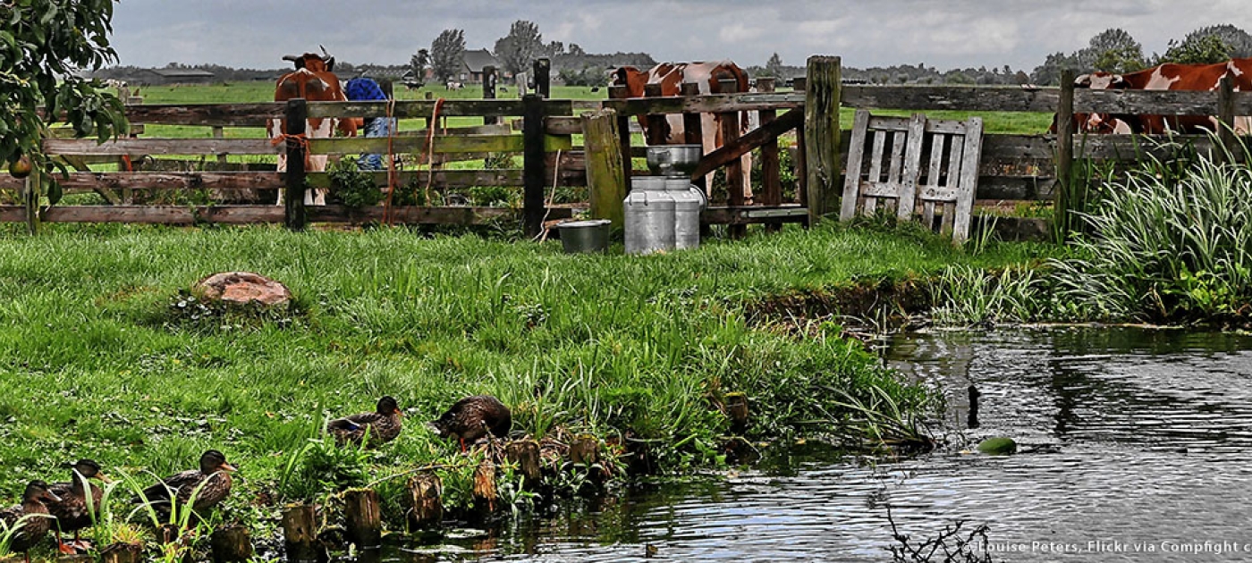 Agriculture, nutrients and the health of fish