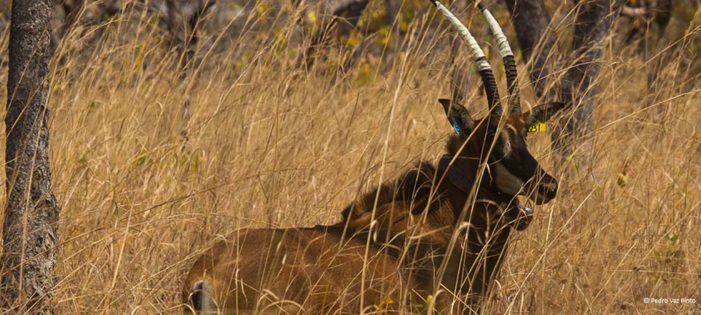UN Environment helps conservationists protect endangered Angolan antelopes