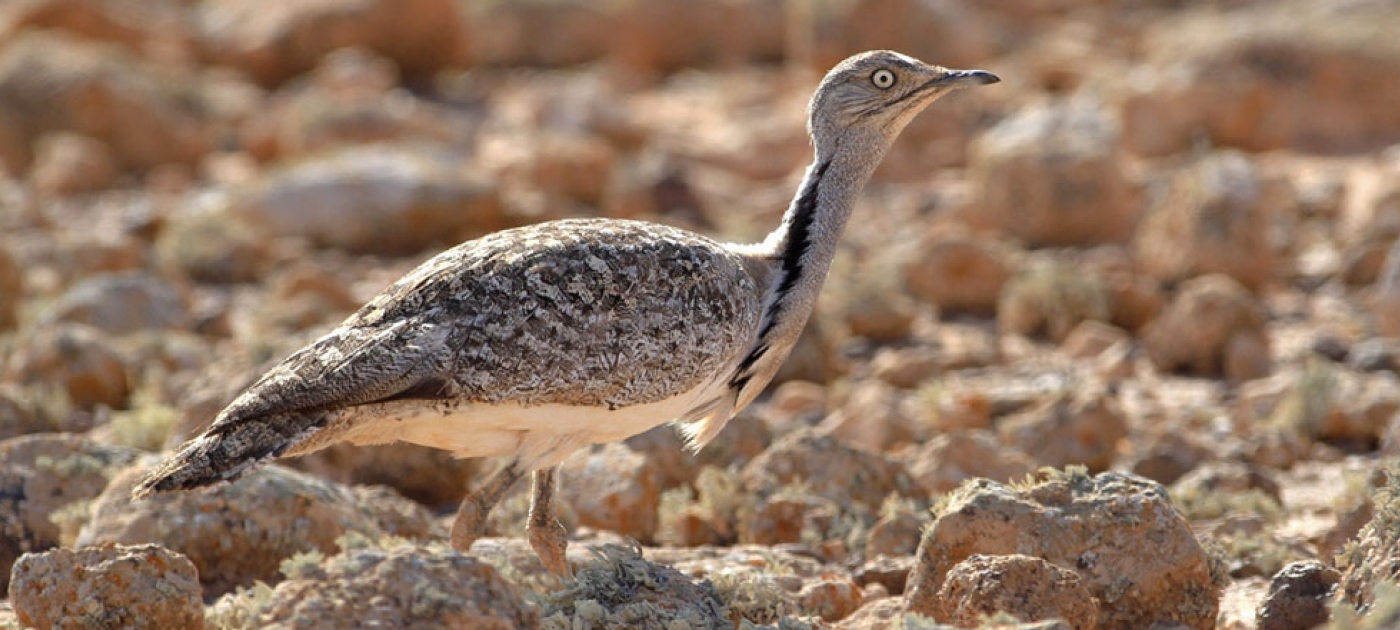 Bahrain shows the way to protect biodiversity in its region