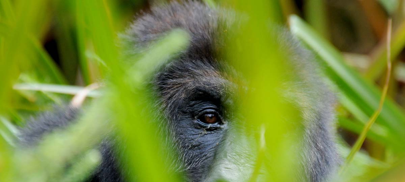 Tourism can help sustain biodiversity