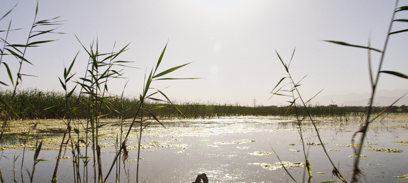 Kabul wetland declared new protected area for migrating birds