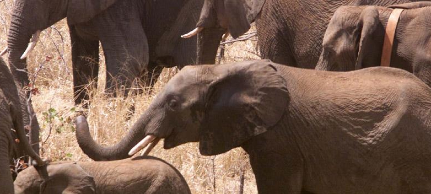 It Takes a Village to Save an Elephant. It Takes a Community to Protect 500 of Them