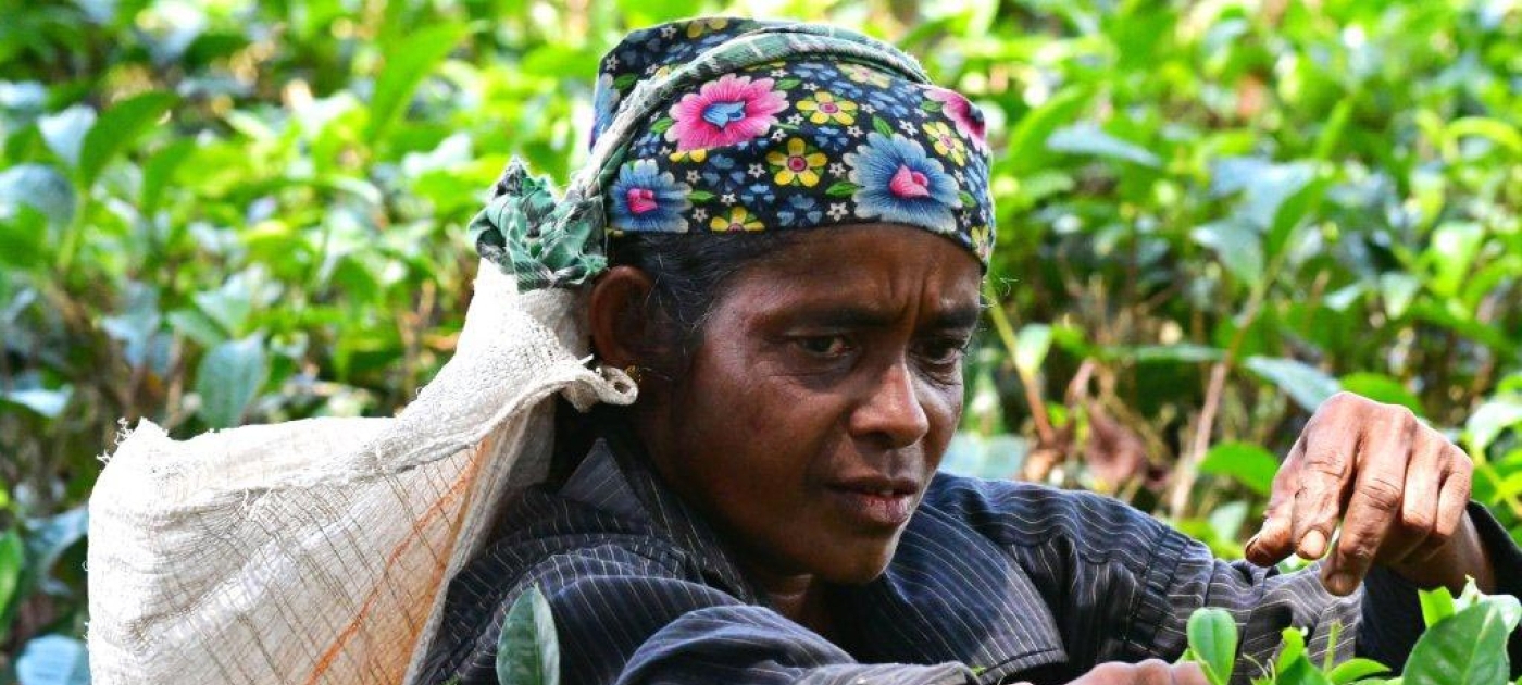 Embracing the benefits of “green” tea: Farmers call time on unsustainable practices
