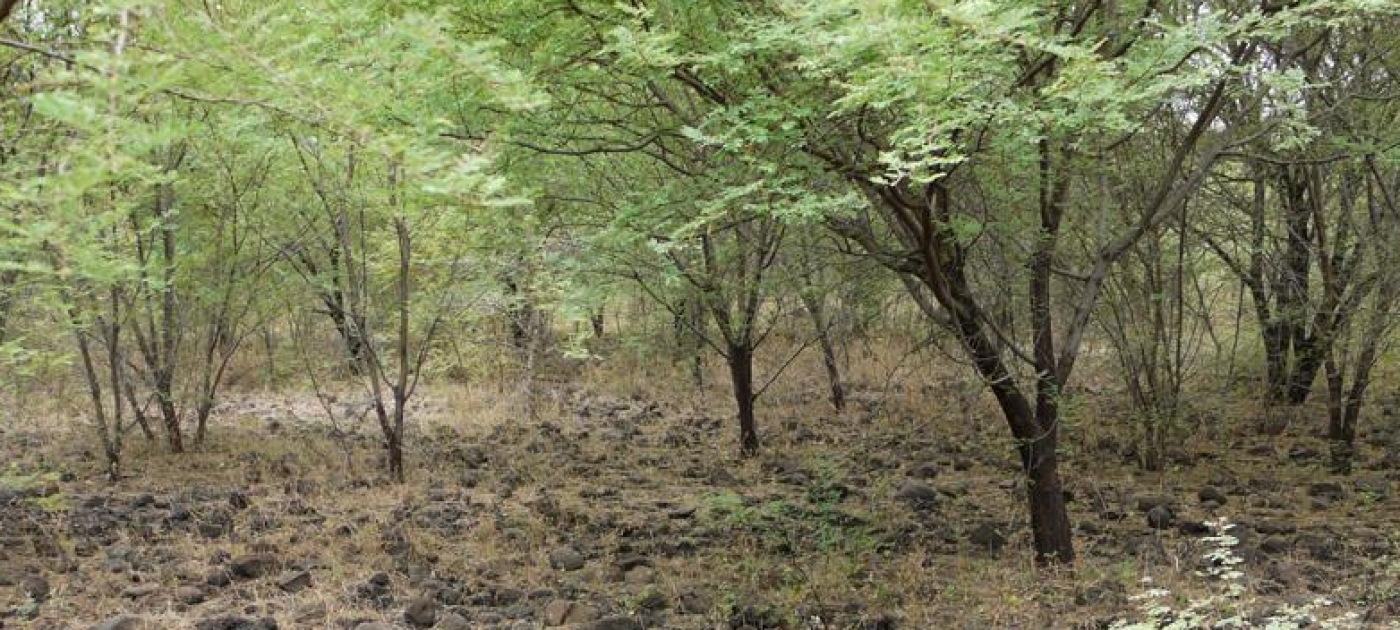 Invasive species – a huge threat to human well-being