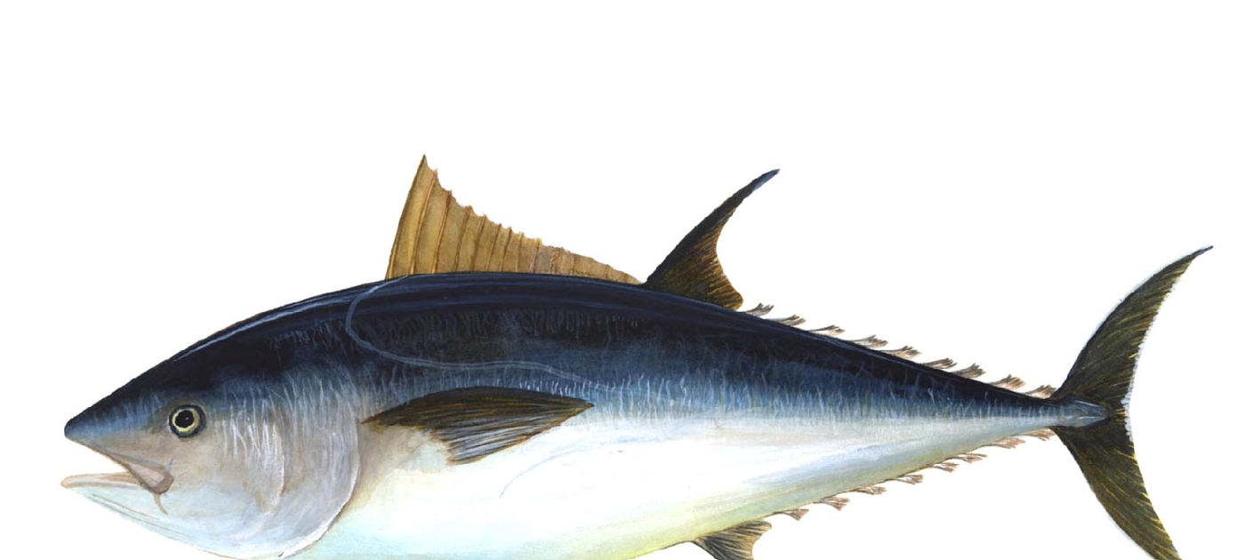 Getting one step closer to sustainable tuna fishing