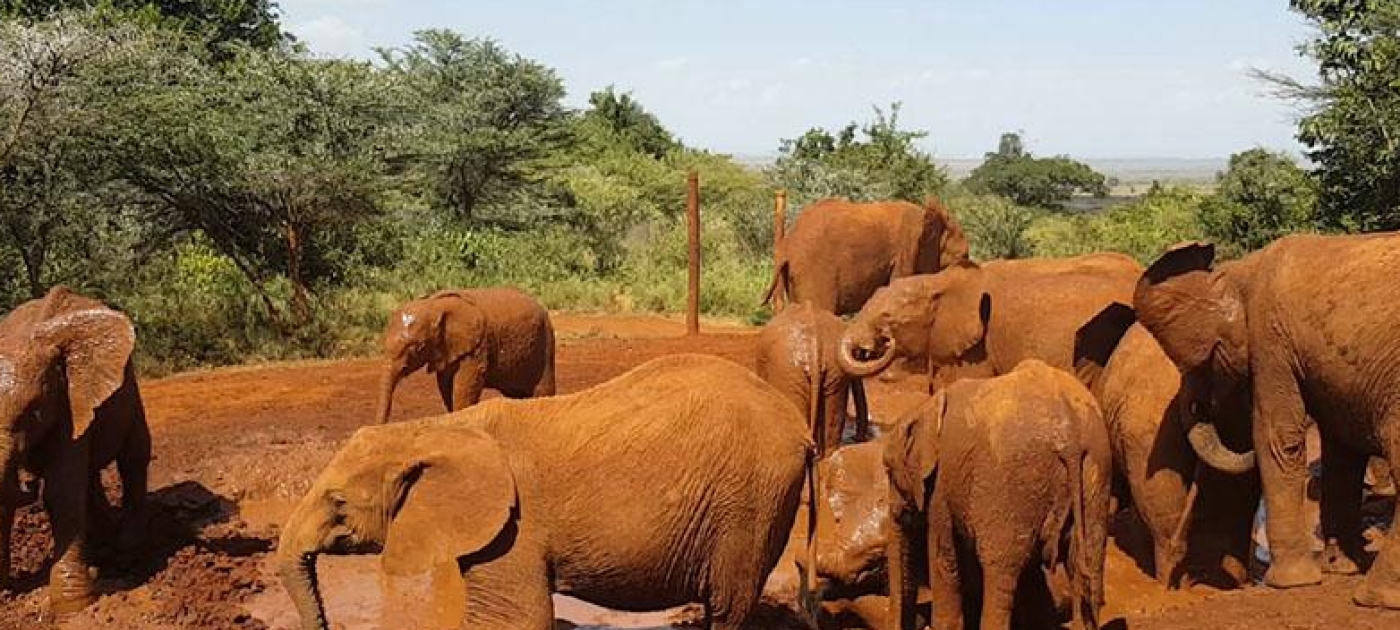 UNEP Teams up with Xinhua to End Illegal Trade in Wildlife