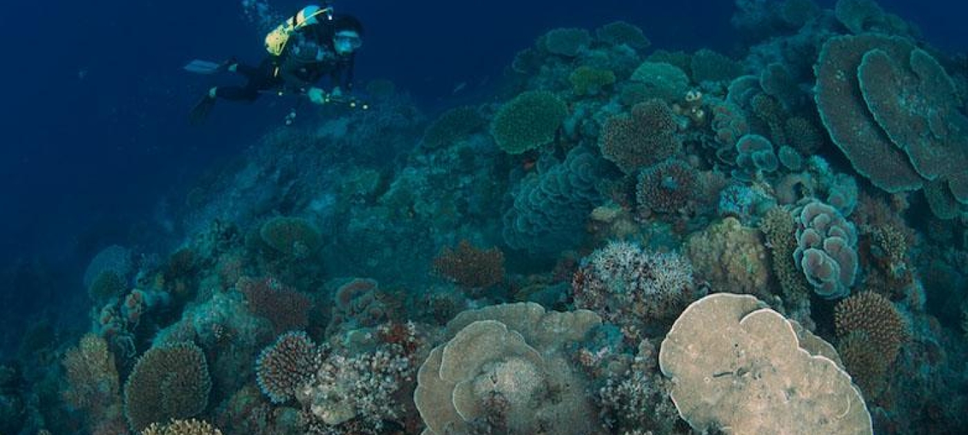 Bleaching of Great Barrier Reef corals worst ever, scientists say