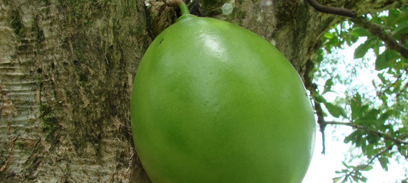 Saving Guatemala's biodiversity through the power of traditional art