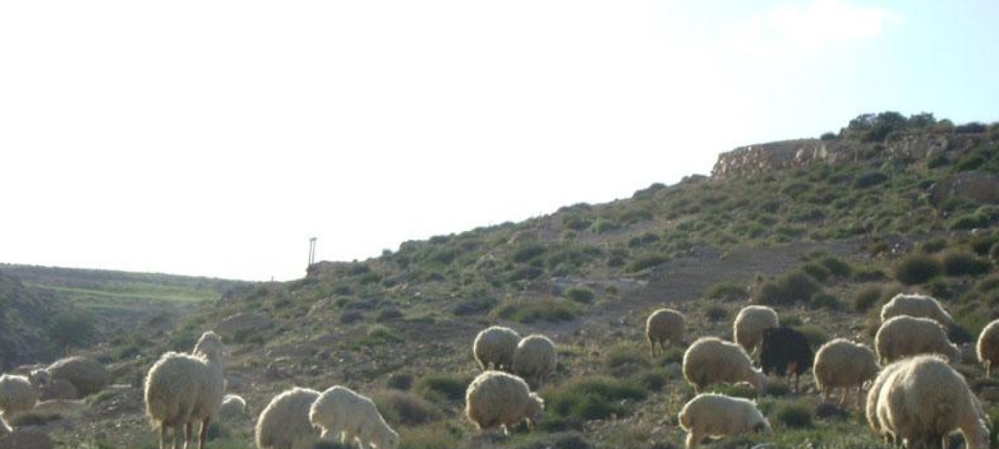 Back to the Future: Rangeland Management in Jordan
